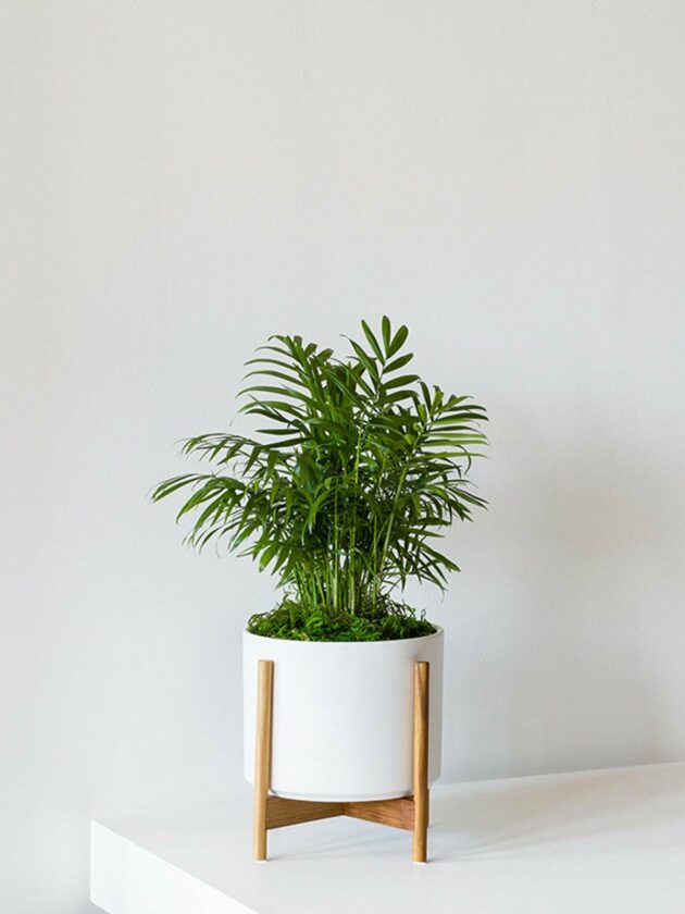 pet safe plants for dark rooms