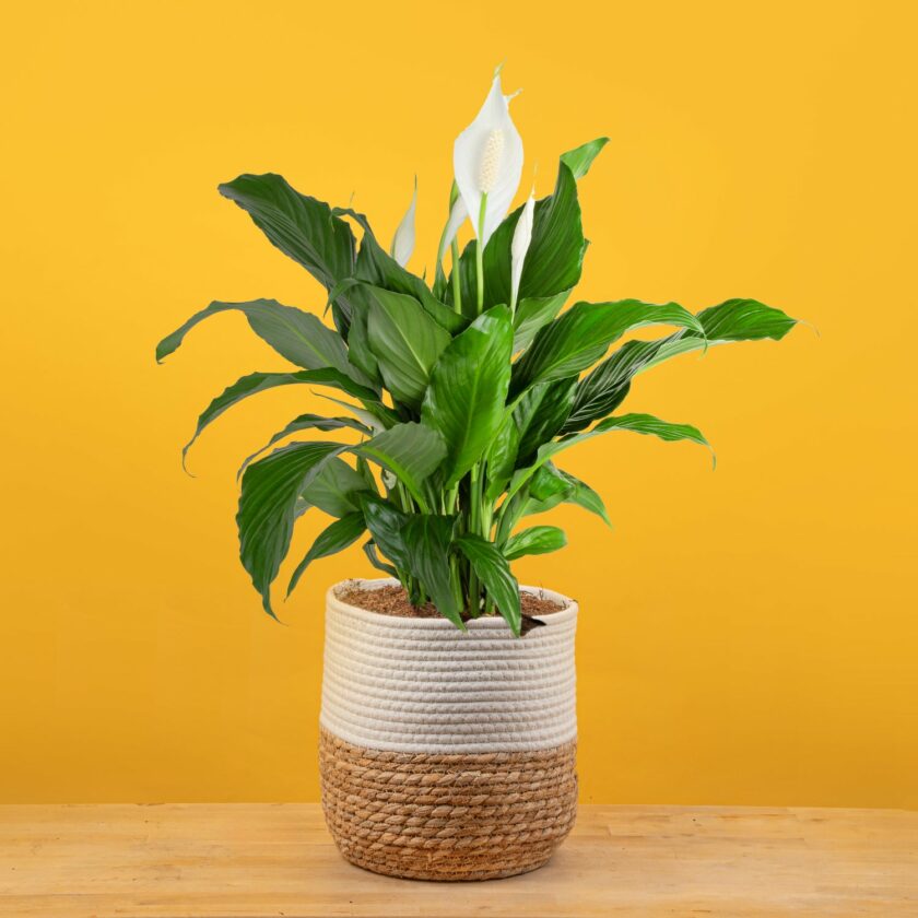 pet safe plants for dark rooms