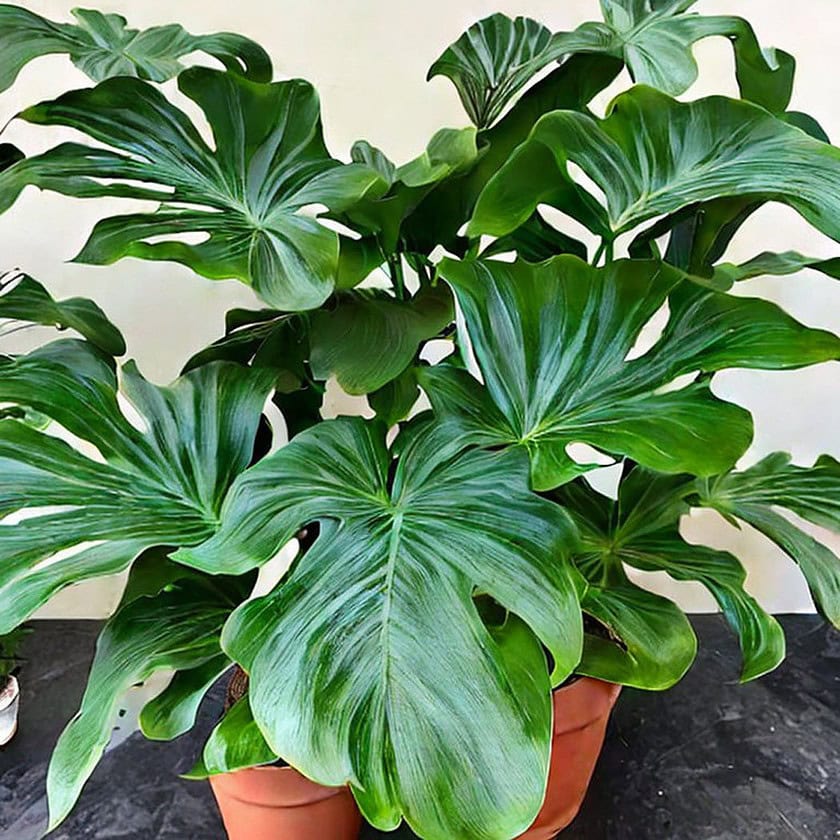 Philodendron Plant