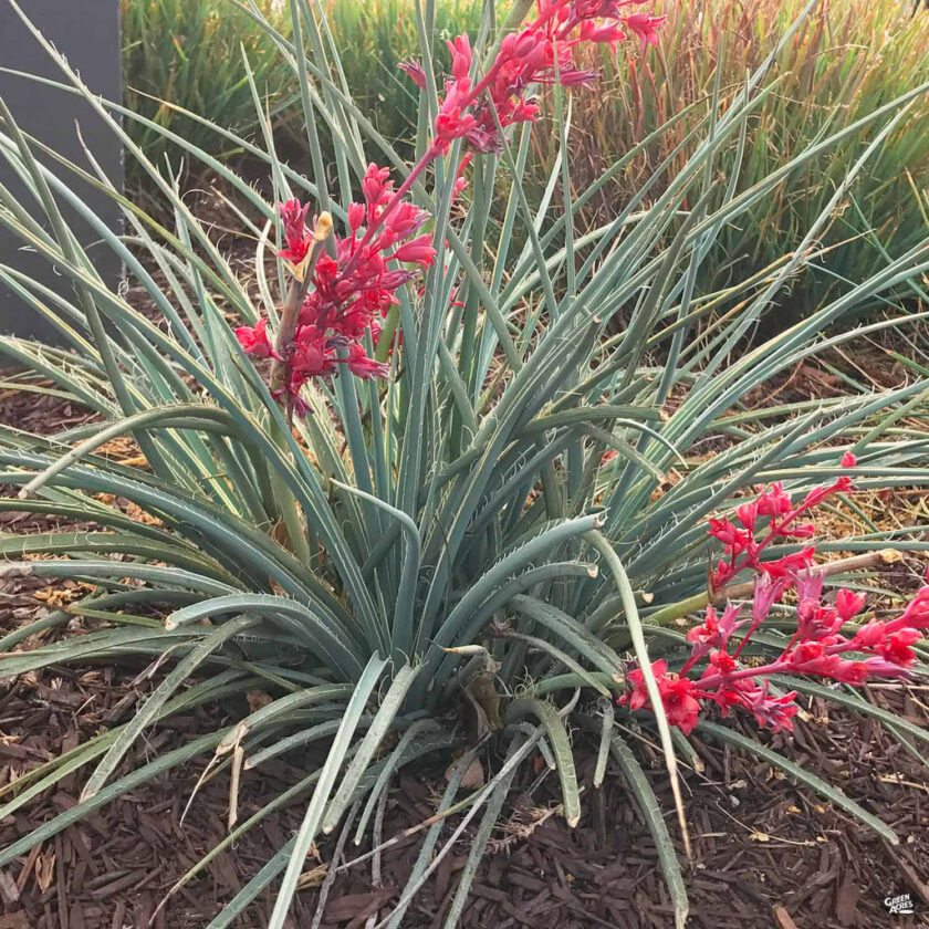 Best Drought Tolerant Plants for Southern California