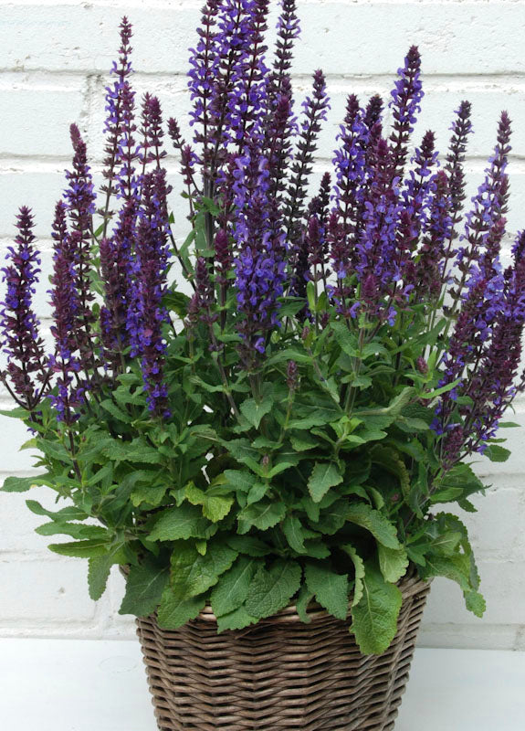 Best Bee Friendly Plants for Pots