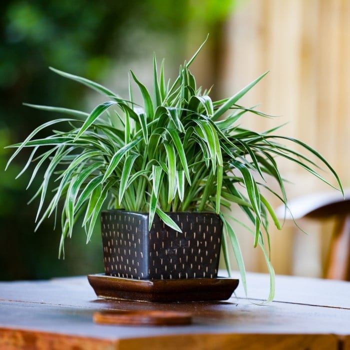 Best Pet Friendly Plants for Bathroom