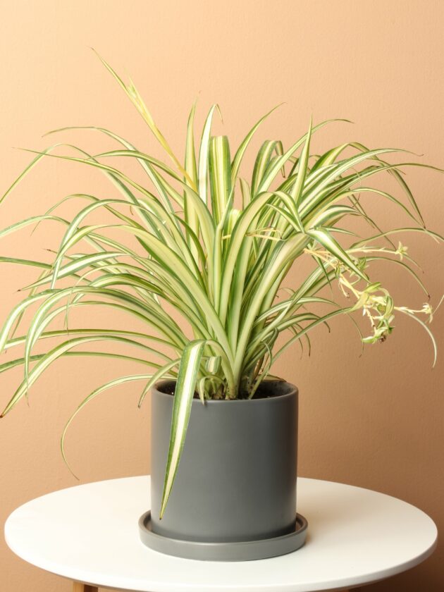 pet safe plants for dark rooms