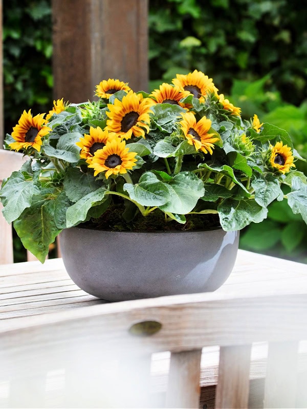 Best Bee Friendly Plants for Pots