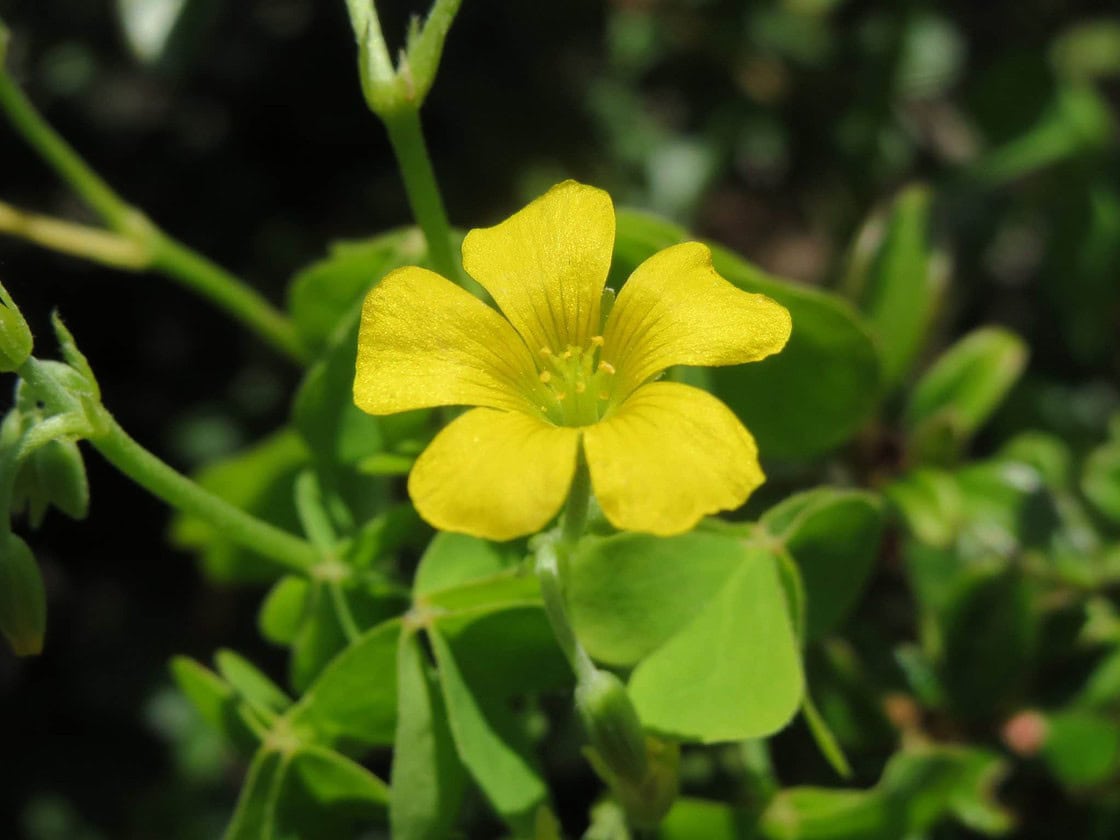 Wood sorrels Plant