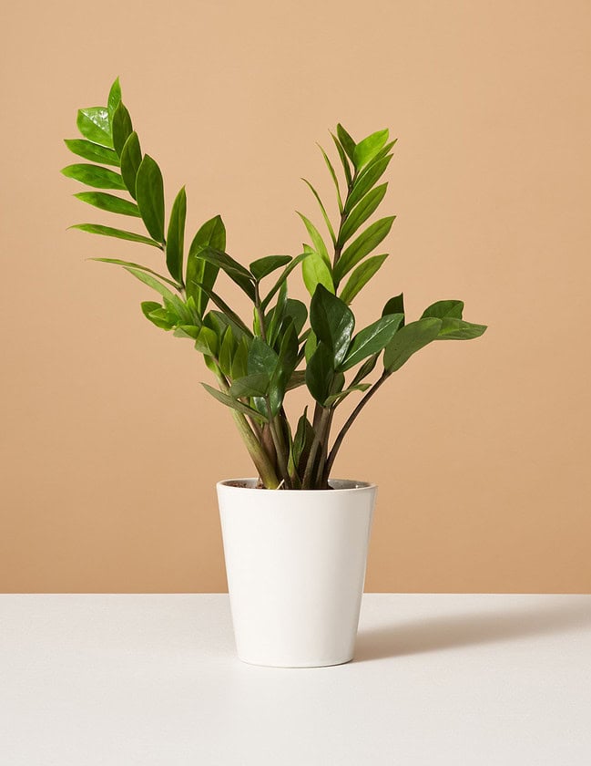 pet safe plants for dark rooms