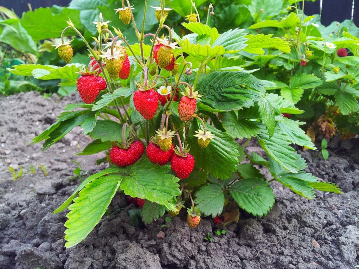 aardbeien (Strawberry) plant