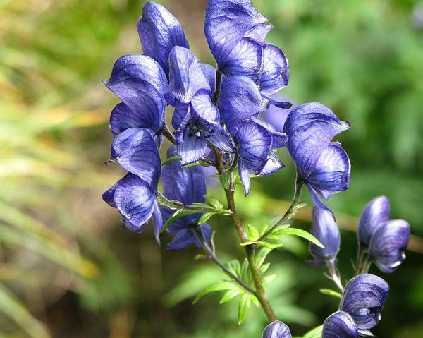 magical plants