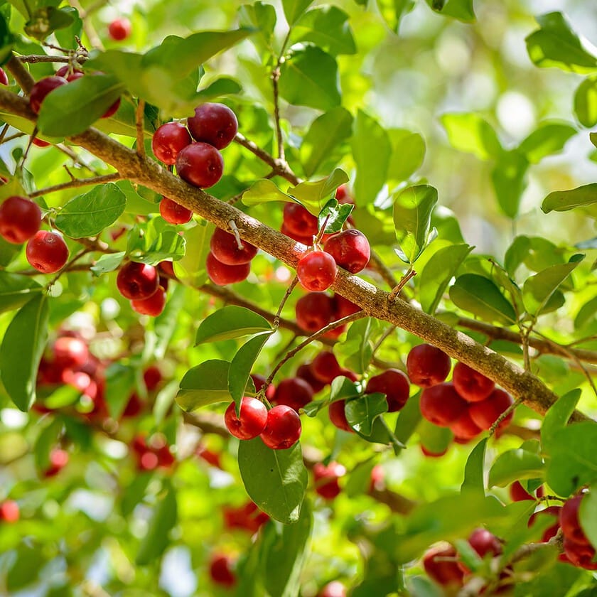 barbados cherry plant