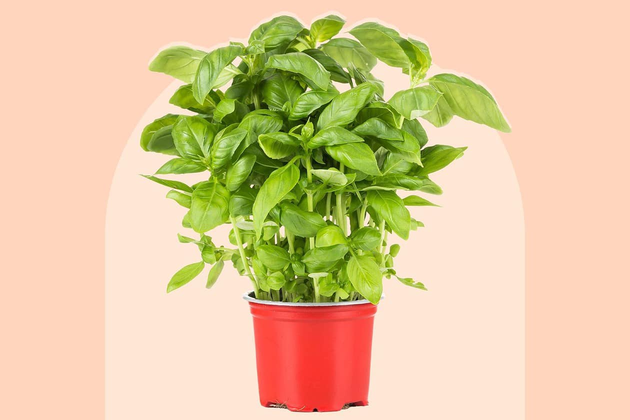 pet safe plants that repel mosquitoes