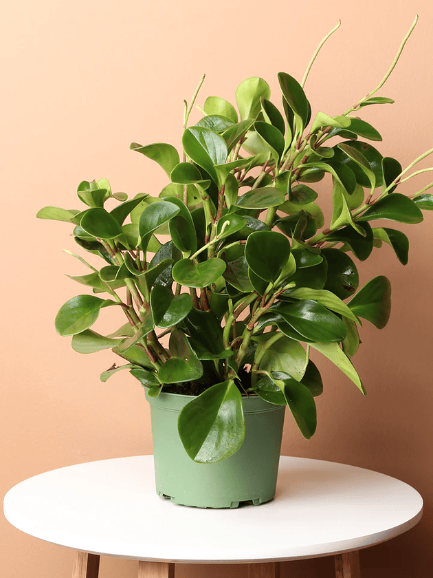 Red Edge Peperomia Plant