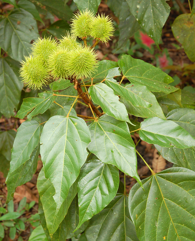 Achiote plant