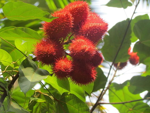 Achiote plant