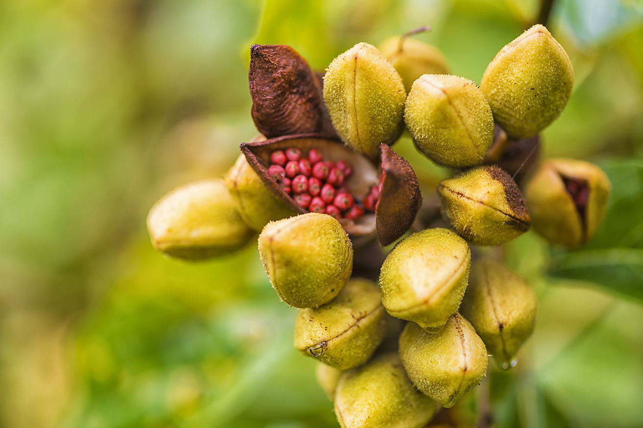 Achiote plant