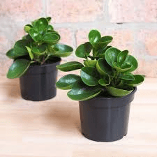 Red Edge Peperomia Plant