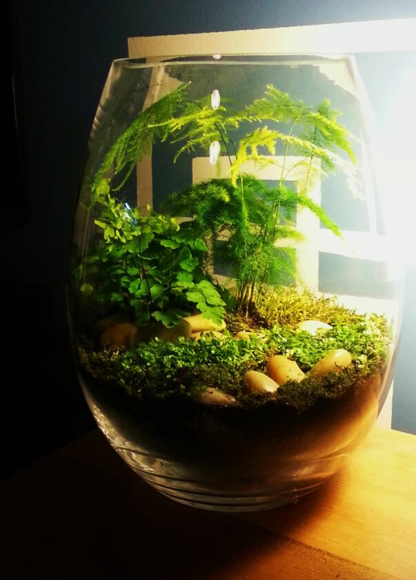 Asparagus Fern terrarium