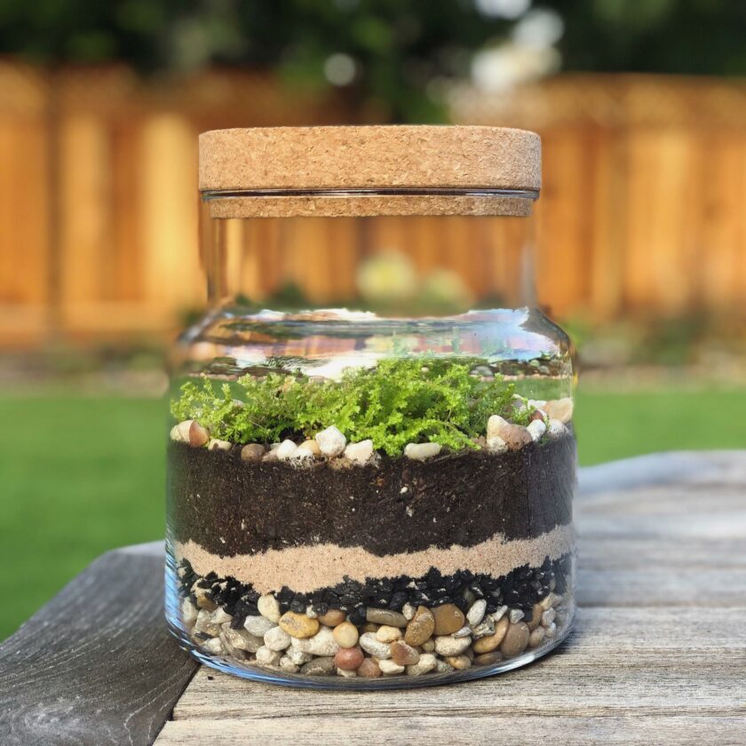 Club Moss Terrarium