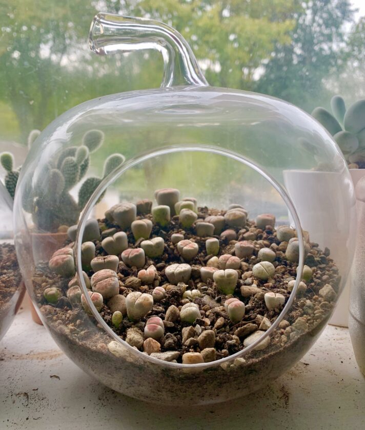 Lithops terrarium