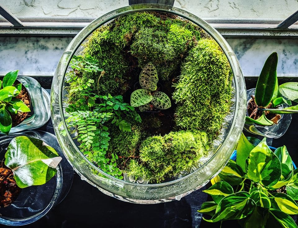 Maidenhair Fern Terrarium