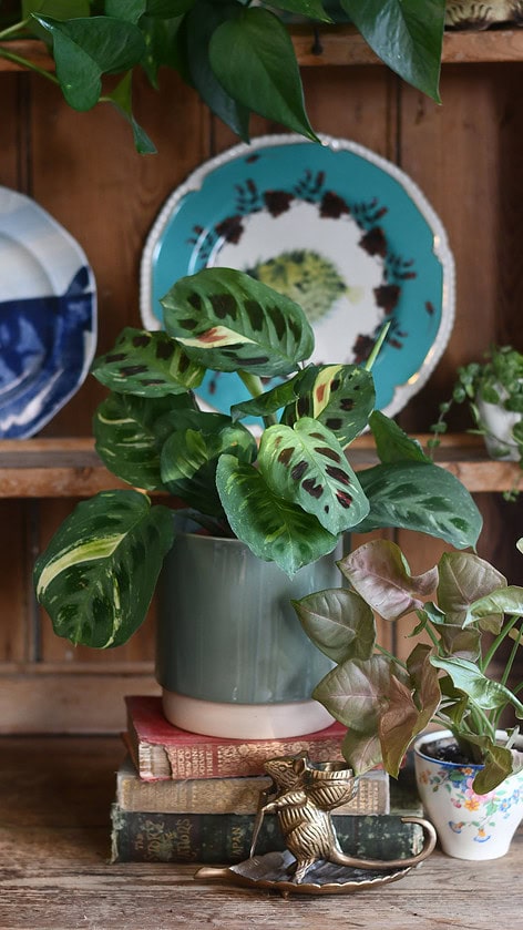 Prayer Plant terrarium