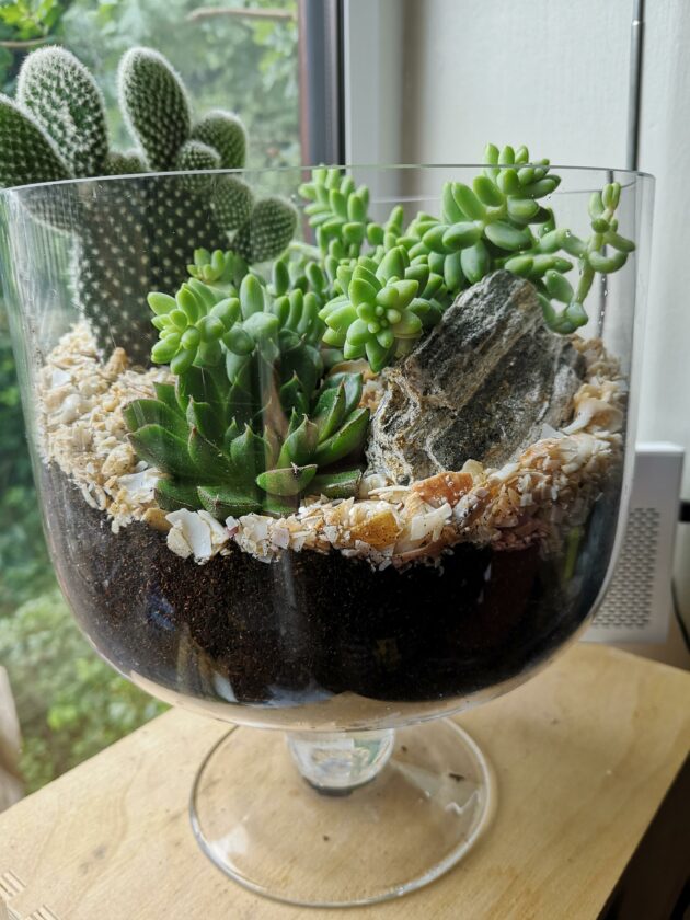 Succulents and Cacti in terrarium