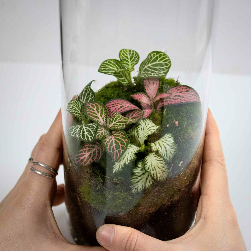 fittonia terrarium