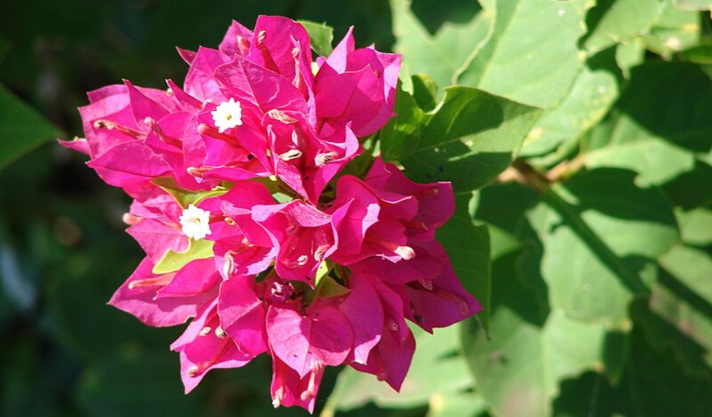 Bougainvillea Care