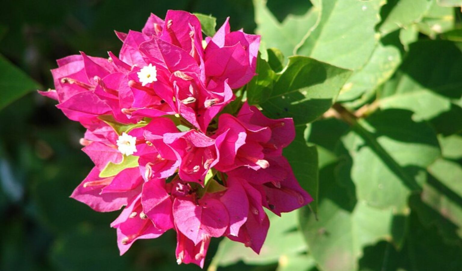 How Do I Care for Bougainvillea Plant? | Friendly-Plants.com