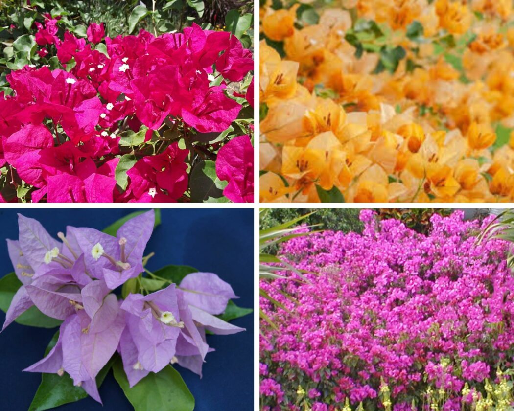 Bougainvillea Varieties