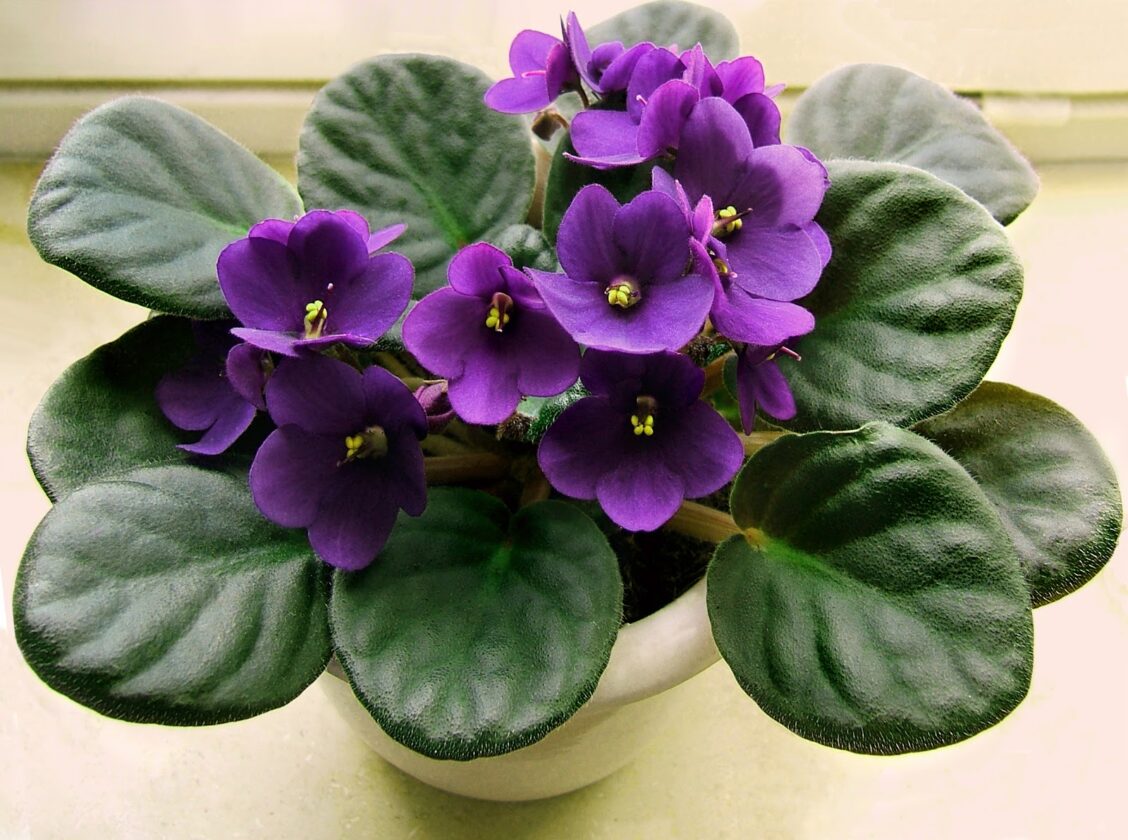 African Violet Saintpaulia spp