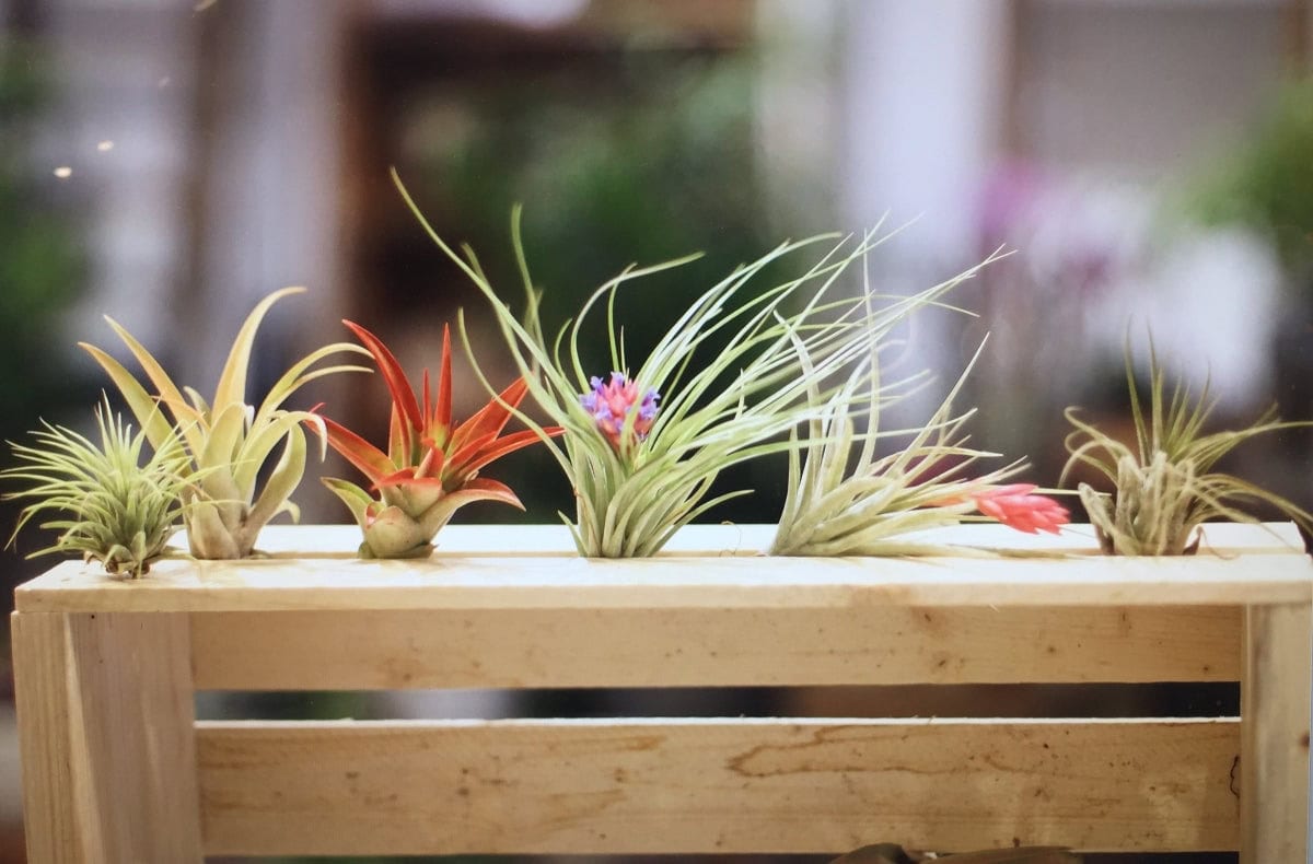 Air Plants Tillandsia spp