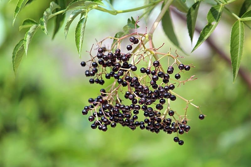 American Elderberry Sambucus canadensis