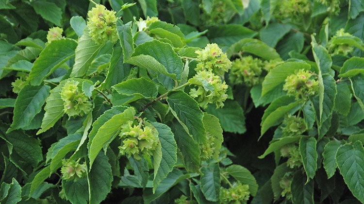 American Hazelnut Corylus americana