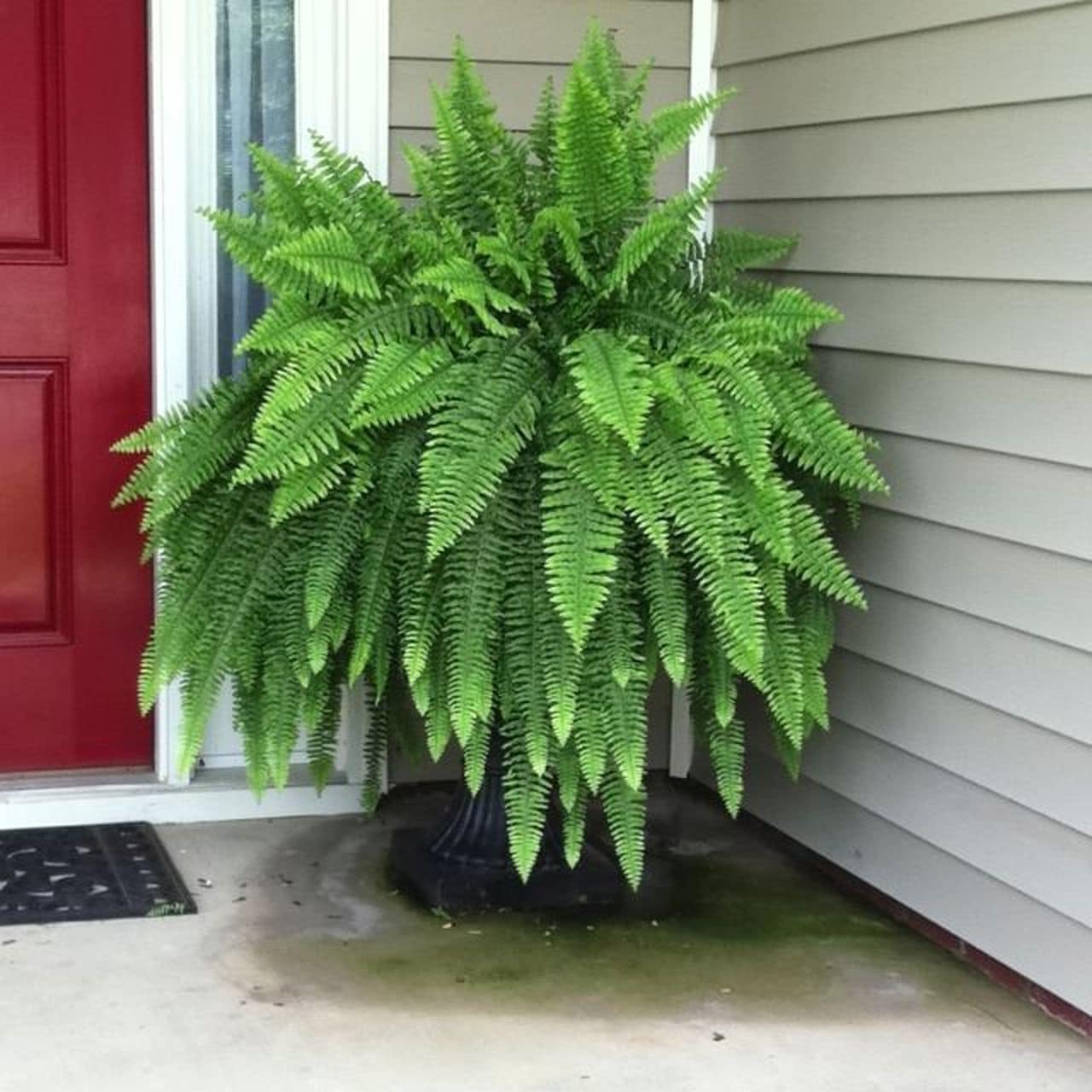 Boston Fern (Nephrolepis exaltata)