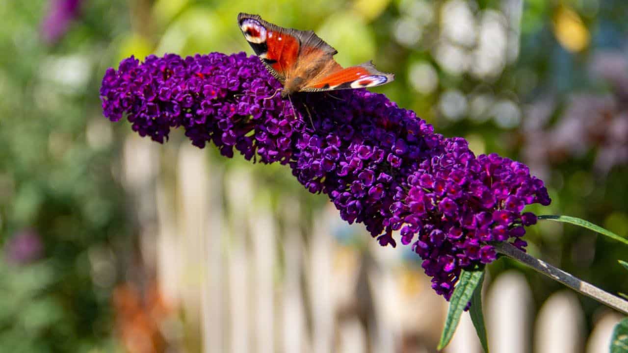 Butterfly Bush Buddleia