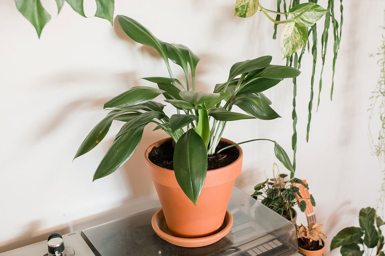 Cast Iron Plant Aspidistra elatior