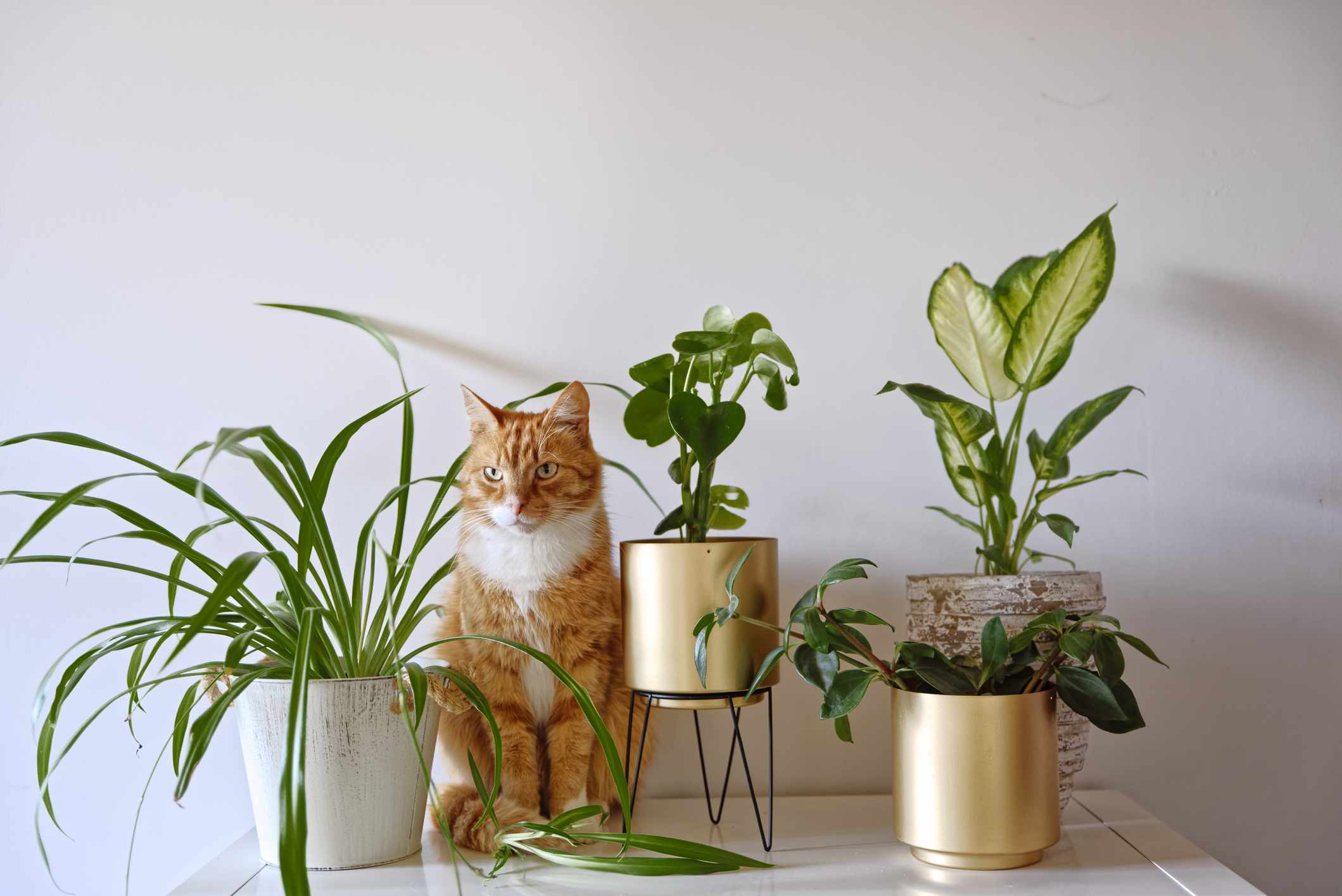 Non-Toxic Houseplants That Are Safe for Kids & Pets