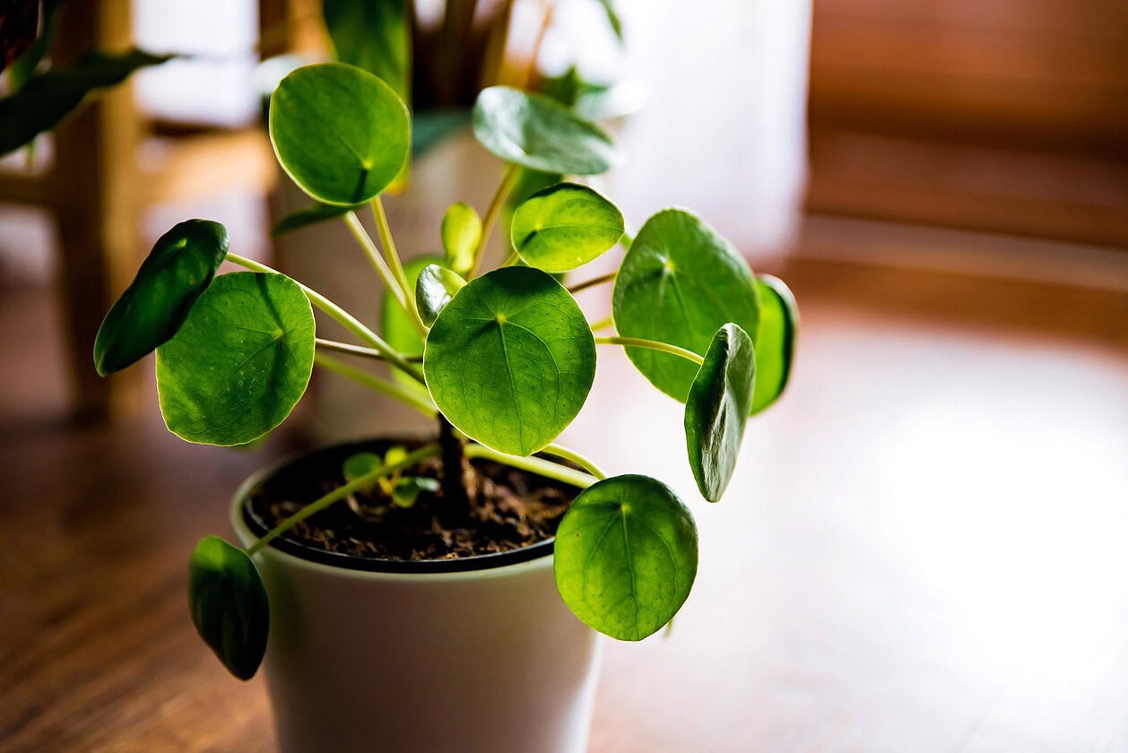 Chinese Money Plant Pilea peperomioides