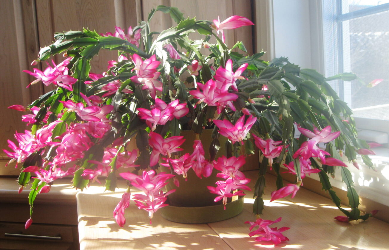 Christmas Cactus Schlumbergera bridgesii