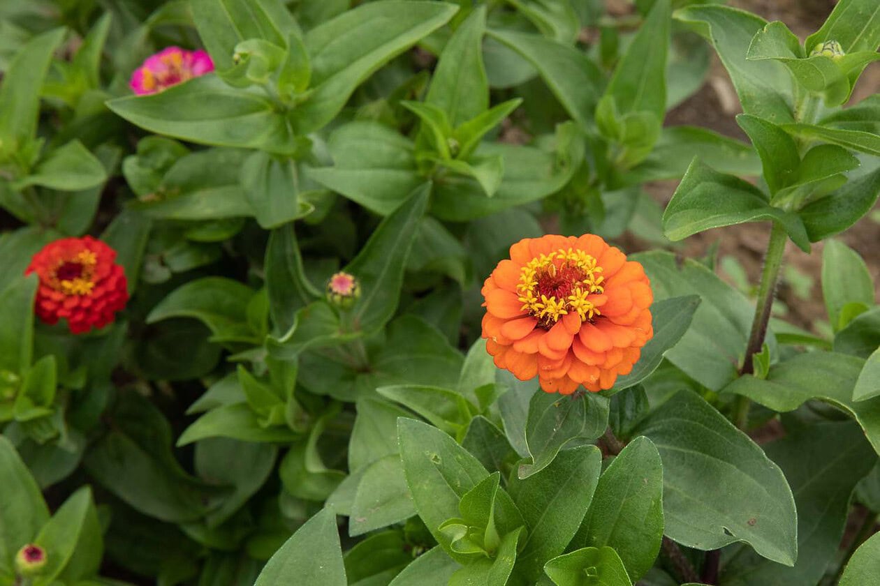 Common Zinnia Zinnia elegans 2