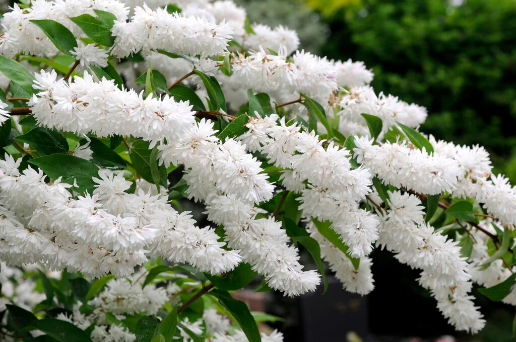 Deutzia