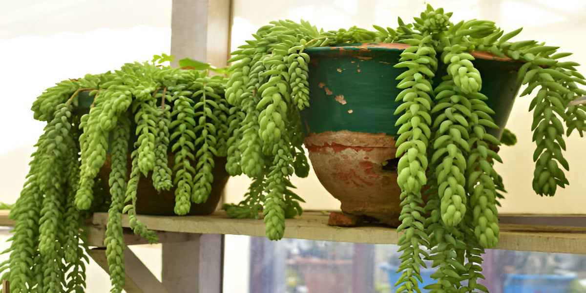 Donkeys Tail Sedum morganianum