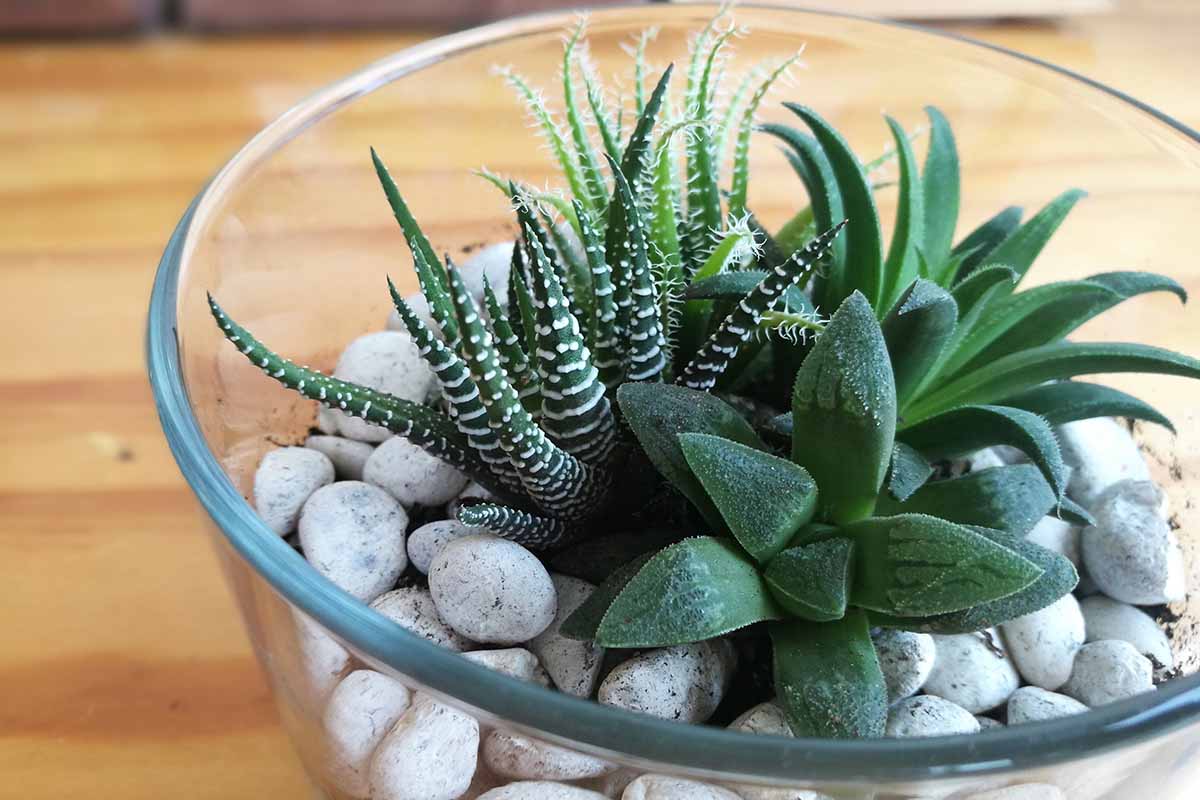 Haworthia Haworthia spp