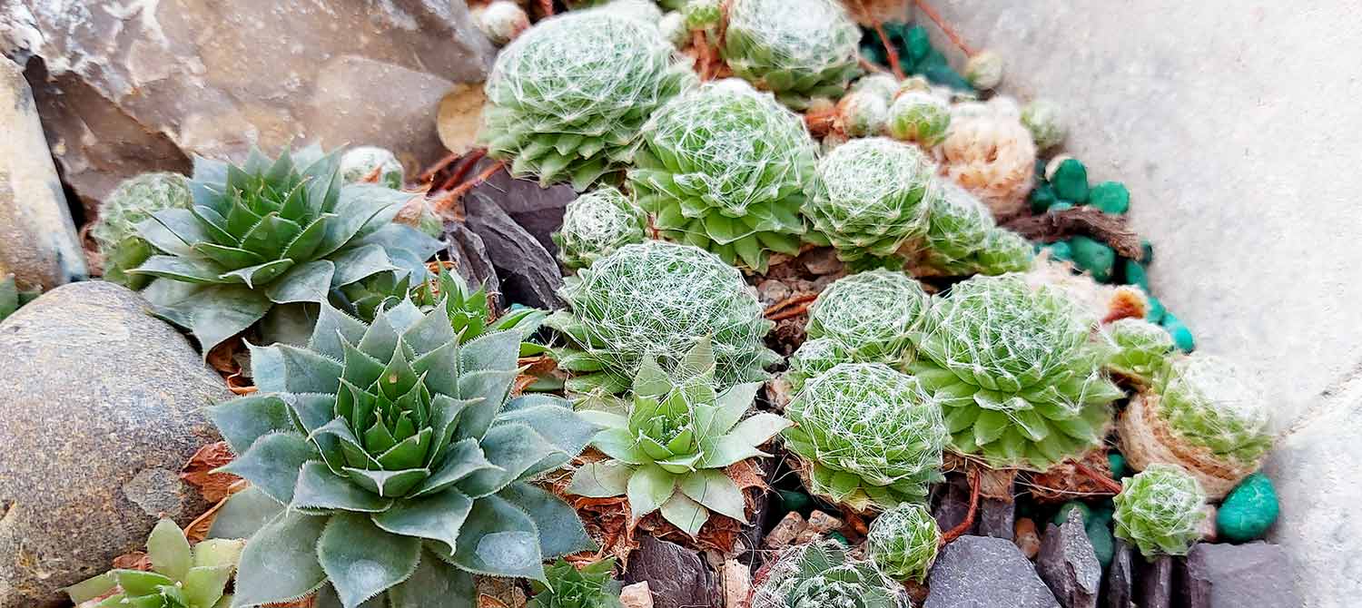 Hen and Chicks Sempervivum tectorum