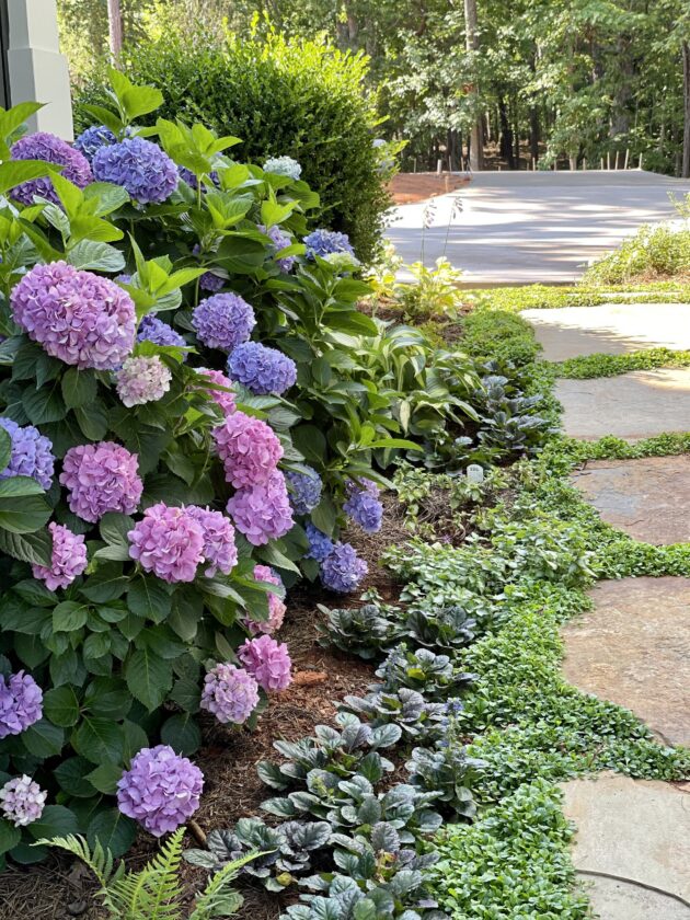 Hydrangeas