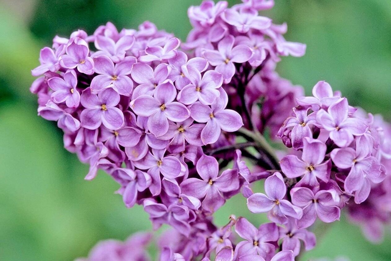 Lilacs