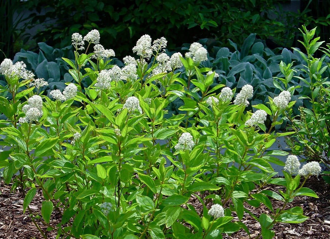 New Jersey Tea Ceanothus americanus