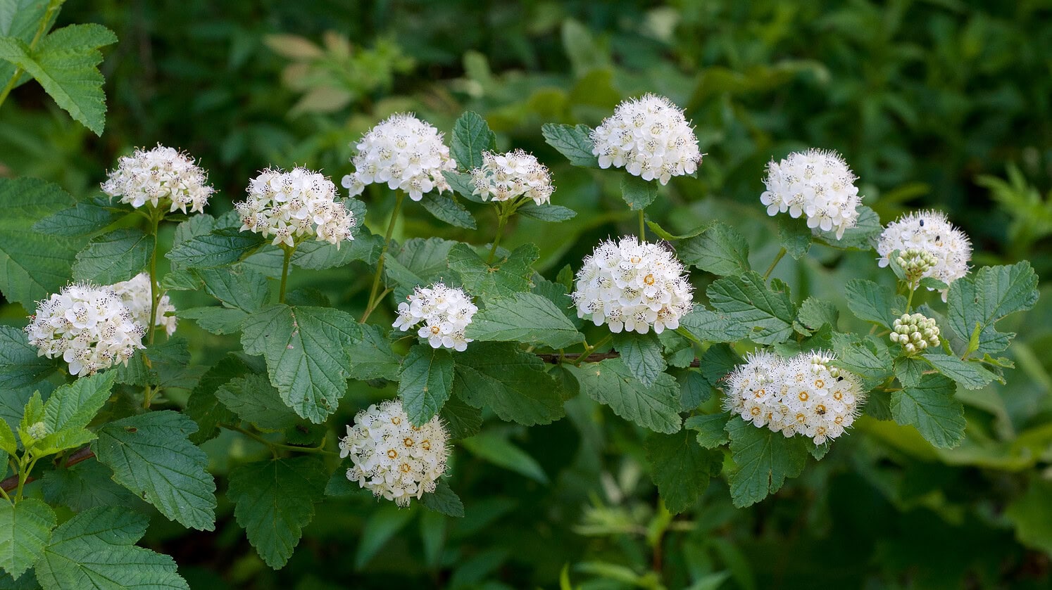 Ninebark Physocarpus