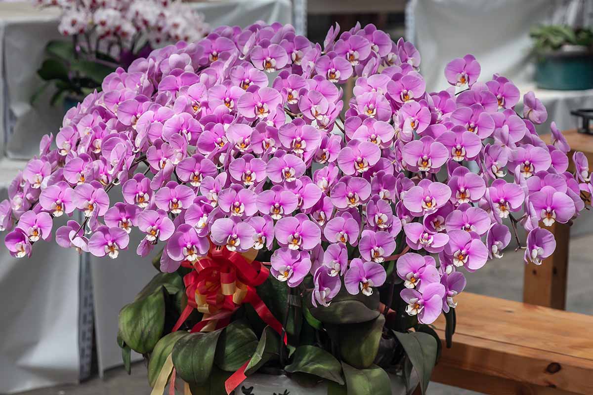 Orchids Phalaenopsis spp