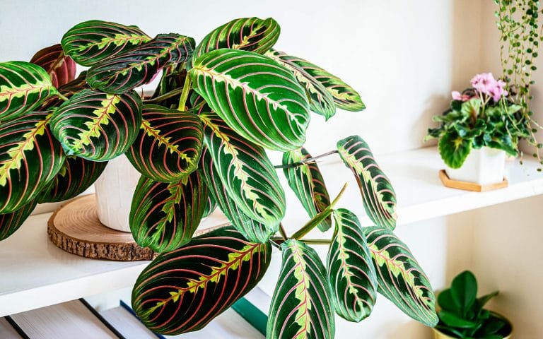 Prayer Plant Maranta leuconeura